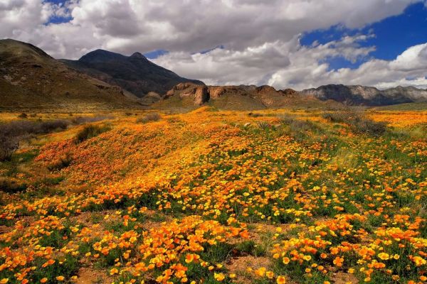 El Paso's Mexican poppies at Castner Range National Monument